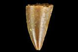 Serrated, Raptor Tooth - Real Dinosaur Tooth #127076-1